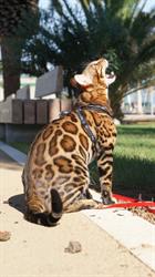 Bengal Best