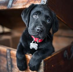 Allevamento Professionale My Retriever Labrador e Golden Retriever