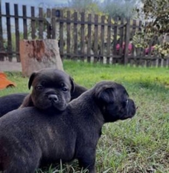 Allevamento Staffordshire Bull Terrier del Piccolo diavolo