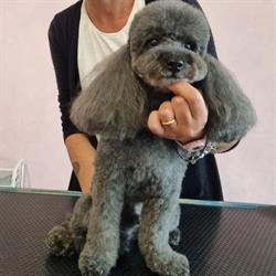Toelettatura Beauty Dog