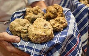 Tartufo-bianco-di-Gubbio
