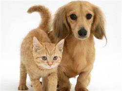 Ambulatorio Veterinario Sorrentino