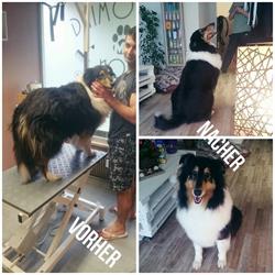 4M Grooming Salon
