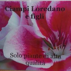 Floricoltura Ciampi