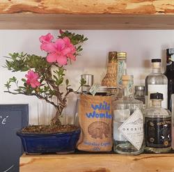 Bar I Cascade
