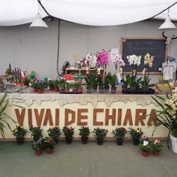 Vivaio De Chiara