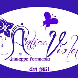 L'antica Violetta Di Formicola
