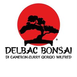 Delbac Bonsai Torino