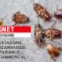 deblattizzazione