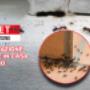 disinfestazione formiche