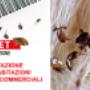 disinfestazione pulci