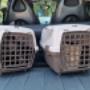 Servizio di Cat Taxi