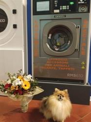 Charlott Laverie & Service di Laschi Eleonora