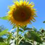 Girasole Casa Bosi