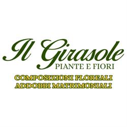 Il Girasole Piante e Fiori