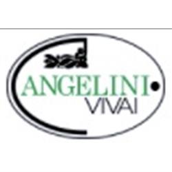 Vivai Angelini di Andrea Mattei