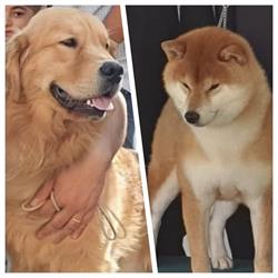 Golden Retriever Americano & Shiba-inu "Allevamento della Regina"