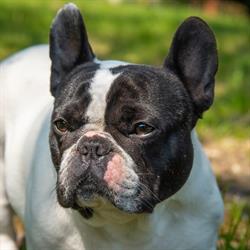 Allevamento Bouledogue Bulldog Francese Either All or None