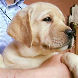 Emysgate Labrador