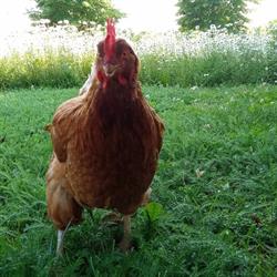 Azienda Agricola Modonesi Fausta - L'Orto di Fausta