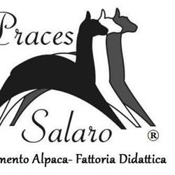 Praces Salaro - Allevamento Alpaca - Fattoria didattica (solo su prenotazione)
