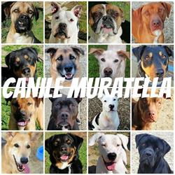 Canile Muratella