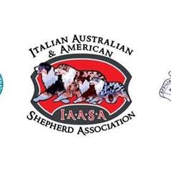 Italian Australian & American Shepherd Association