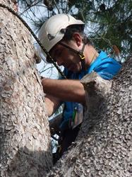 Treeworker