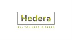 Hedera