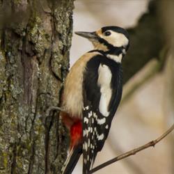 Riserva Naturale Oasi WWF Cratere degli Astroni