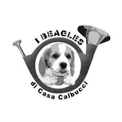 I Beagles di Casa Calbucci