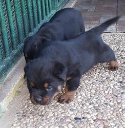 Vadum Tercantinum - Allevamento Cuccioli Rottweiler