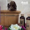 Special One Grooming