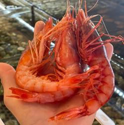 La Bottega Del Pesce
