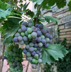 Enoteca Alpuntodivino Roma