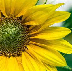 Girasole Lavanderia Self Service