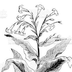 Papirosa Tabacchi