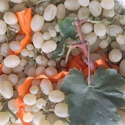 Frutteria di Marco e Valeria Picerno