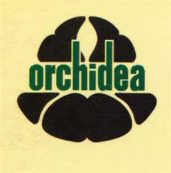 orchidea
