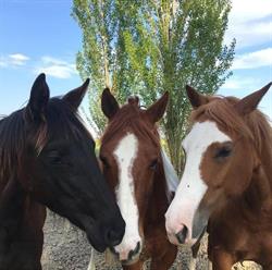 La Prospera Centro Equestre