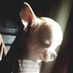 Allevamento Chihuahua Cammino di stelle kennel