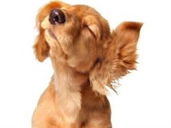 Vanity Dog
