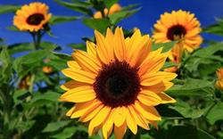 Lavanderia Self Service