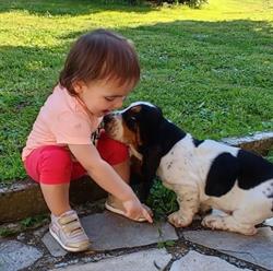Bassethound Ticinum - Pavia