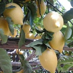 Ortofrutticola e Agrumi della Costiera Boccuti