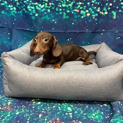 Il Cucciolo
