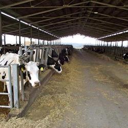 Azienda Agricola Spizzichini Sergio