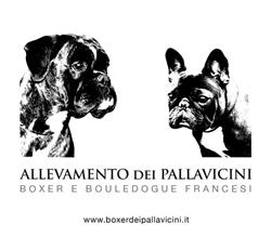 Allevamento Boxer e Bouledogue dei Pallavicini