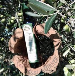 Olio Extravergine d'Oliva Sassi Bianchi - Toscana