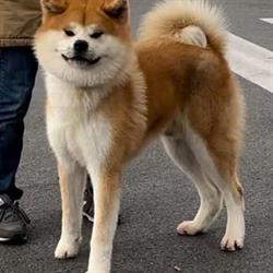 Allevamento akita Fukushu No Kensha